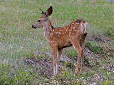 Mule Deer 2017-08-25