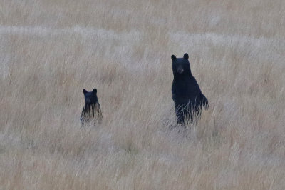 Black Bear 2017-09-07