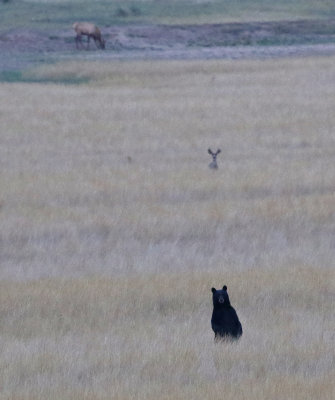 Black Bear, Mule Deer, Elk 2017-09-07