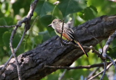 Great Crested Flycatcher 2017-08-26