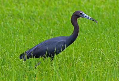 Little Blue Heron 2017-07-21