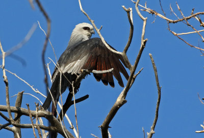 Mississippi Kite 2017-08-26