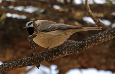 Mountain Chickadee 2018-01-01