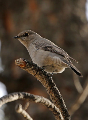 Townsend's Solitaire 2018-01-01