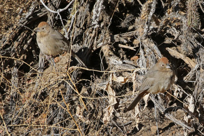 Canyon Towhee 2018-01-13