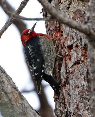 Red-breasted Sapsucker 2018-01-13