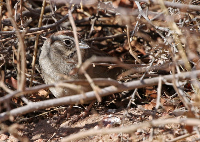 Rufous-crowned Sparrow 2018-01-13