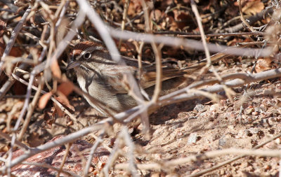 Rufous-crowned Sparrow 2018-01-13