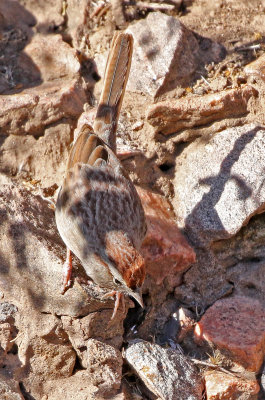 Rufous-crowned Sparrow 2018-01-13