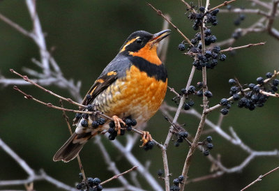 Varied Thrush 2018-01-13