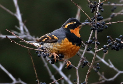Varied Thrush 2018-01-13