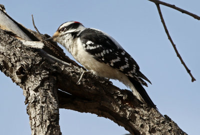 Downy Woodpecker 2018-01-20