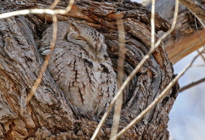 Eastern Screech-Owl 2018-01-20