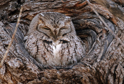 Eastern Screech-Owl 2018-01-20