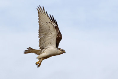 Ferruginous Hawk 2018-01-20