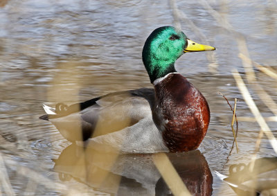 Mallard 2018-01-20