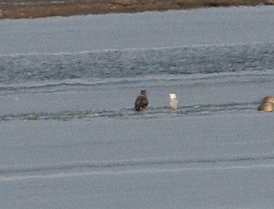 Snowy Owl 2018-01-20