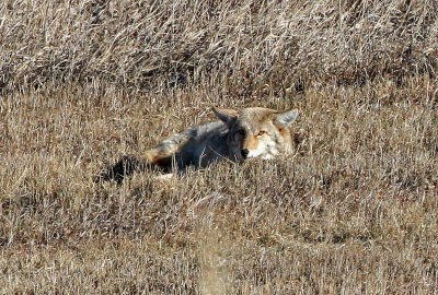 Coyote 2018-01-07