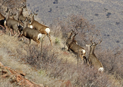 Mule Deer 2018-01-07