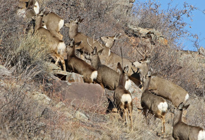 Mule Deer 2018-01-07