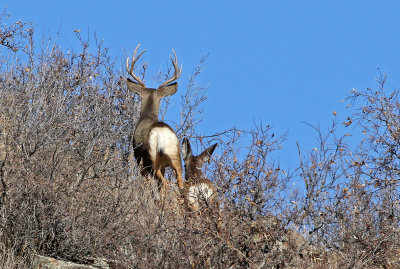 Mule Deer 2018-01-07