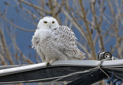 Snowy Owl 2018-01-20