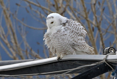 Snowy Owl 2018-01-20