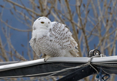 Snowy Owl 2018-01-20
