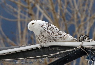 Snowy Owl 2018-01-20