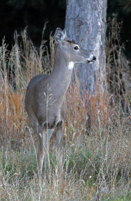 White-tailed Deer 2017-11-03