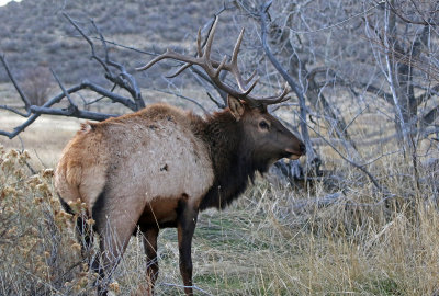 Elk 2017-11-18