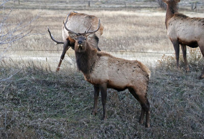 Elk 2017-11-18