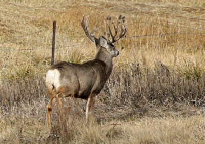 Mule Deer 2017-11-26