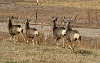 Mule Deer 2017-11-26