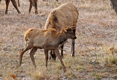 Elk 2017-11-29