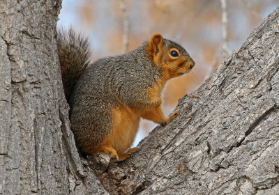 Fox Squirrel 2017-11-29