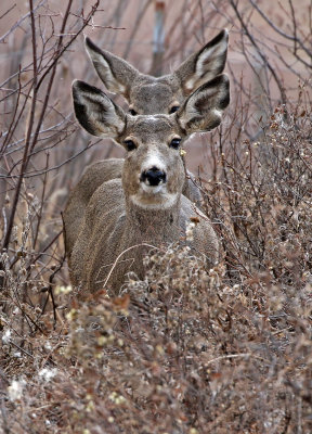 Mule Deer 2017-11-29