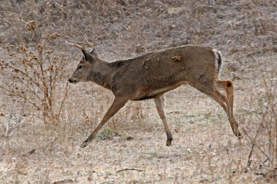White-tailed Deer 2017-11-29