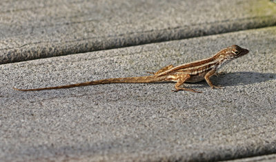 Cuban Brown Anole 2017-07-19