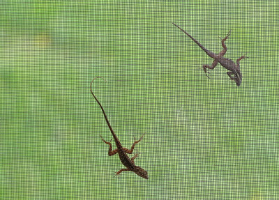 Cuban Brown Anole 2017-07-19