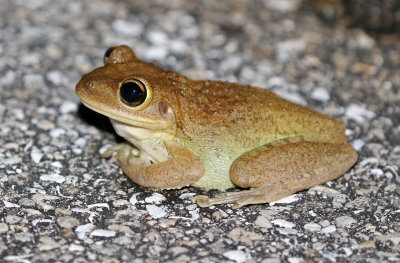 Cuban Treefrog 2017-07-21