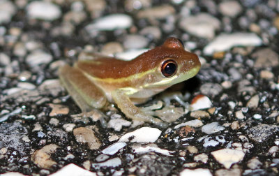Cuban Treefrog 2017-07-21