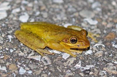 Cuban Treefrog 2017-07-21
