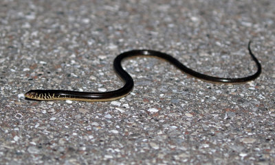 Eastern Glass Lizard 2017-07-21