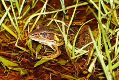 Florida Leopard Frog 2017-07-21
