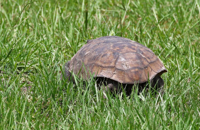 Gopher Tortoise 2017-07-18