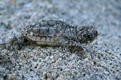 Loggerhead Sea Turtle 2017-07-17