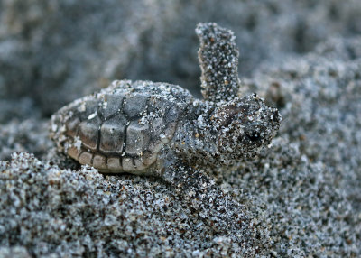 Loggerhead Sea Turtle 2017-07-17