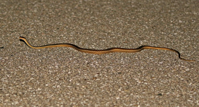 Peninsula Ribbonsnake 2017-07-21