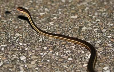 Peninsula Ribbonsnake 2017-07-21